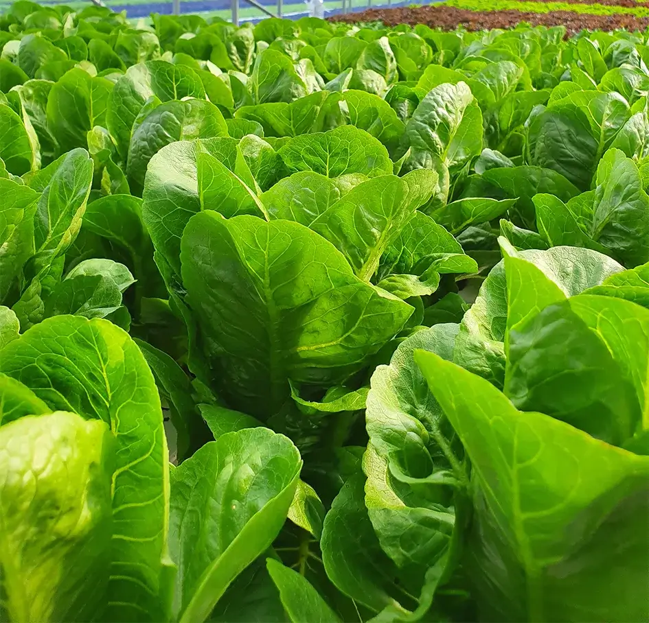 foto de verduras y frutas